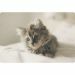 Napperons-plastique-animaux-chat